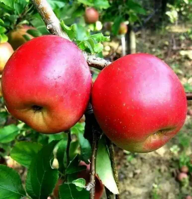 供苗：岳西嘎啦苹果苗生产基地-大型苗木种植基地