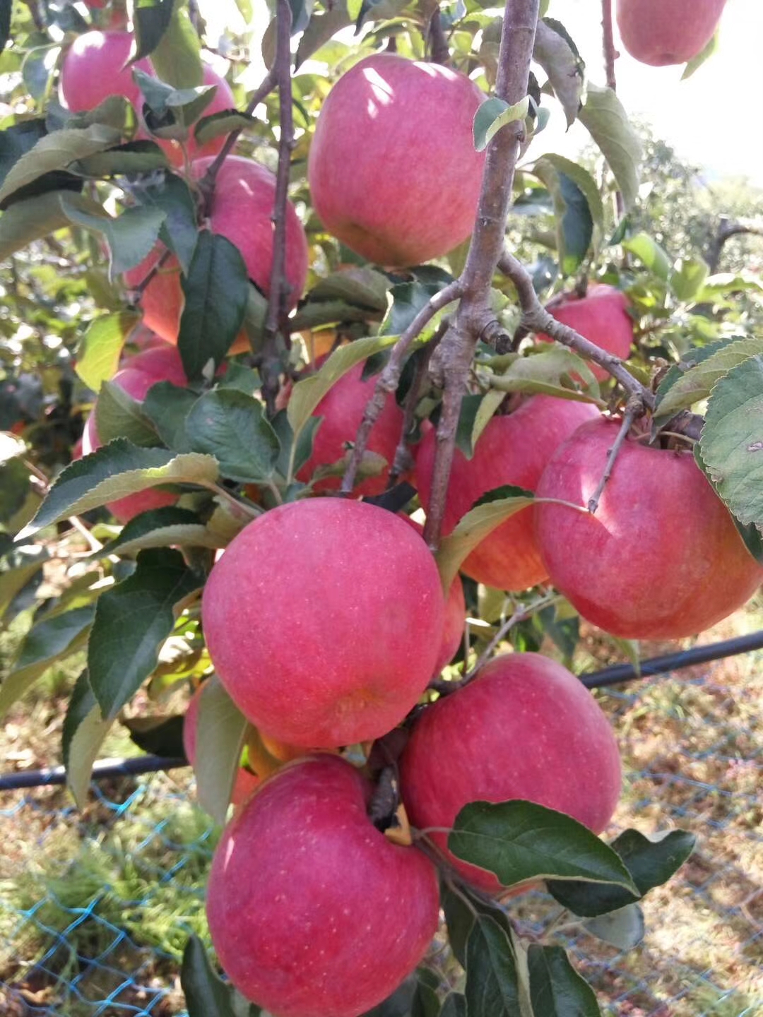 供苗：润州区寒富苹果苗新品种-大型苗木种植基地