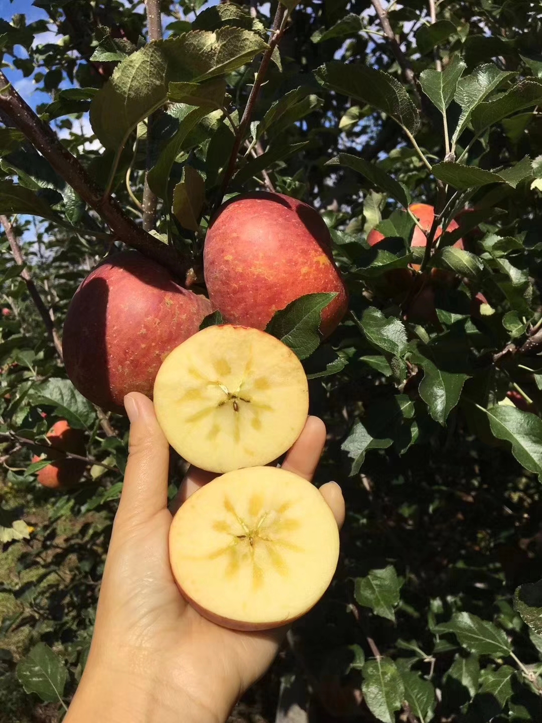 供苗：新县鲁丽苹果苗哪里有卖-大型苗木种植基地