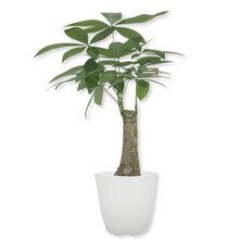  Hualibaba Selected Green Plants - Pictures of Fortune Tree