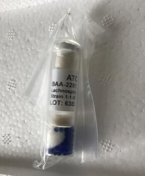 菌株别名OCM128百欧博伟生物ATCCBAA-933