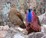 鸟语林出售红腹角雉娃娃鸡观赏鸟养殖引种野生动物繁育场