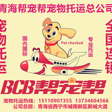 青海省至全国各地宠物托运找西宁帮宠帮宠物托运公司图片