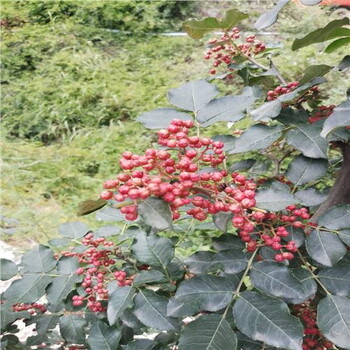 雅安石棉县红花椒三年树的产量，种植优势