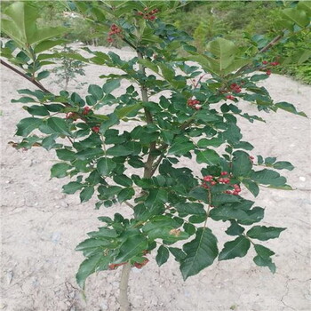涼山州西昌韓城花椒苗批發(fā)，種植