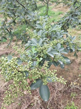 德陽中江縣無刺大紅袍花椒苗適合范圍，掛果情況