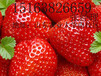 河北草莓苗的价格