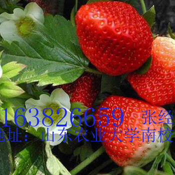 江蘇草莓苗種植基地電話