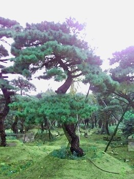 大量供應(yīng)造型油松黑松迎客松平頂松古松