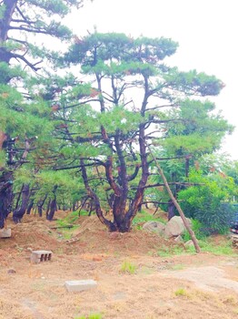 萊蕪基地大量供應(yīng)8到50公分造型油松迎客松平頂松