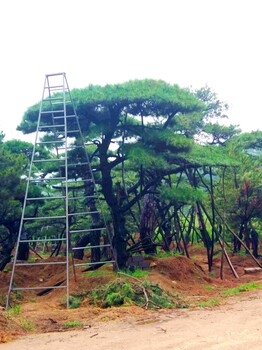 造型黑松泰山松迎客松平顶松造型油松景观松价格低规格全