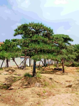 萊蕪造型油松造型黑松泰山松迎客松平頂松景觀松百分