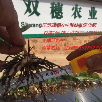 昆明雙穗農(nóng)業(yè)科技大量批發(fā)廣西紫花白芨種苗