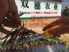 大量批发玉溪紫花白芨种苗昆明双穗农业科技有限公司