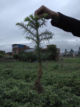 速生杉树苗种植效益-广西杉树苗供应商图片/杉树苗种植造林技术规程