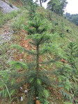 种植杉树一亩利润多少-速生杉树苗种植多少年砍伐/杉树苗种植造林技术