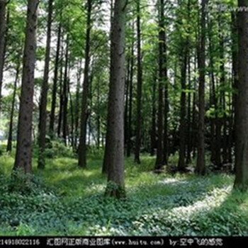 杉木种植经济效益-速生杉木苗种植几年砍伐/广西杉木苗造林种植技术