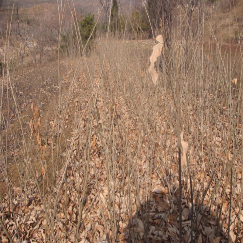 板栗树苗泰山薄壳栗子酒泉市供货商