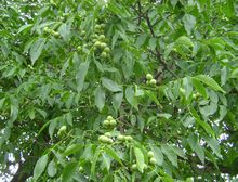 黑石榴苗石榴樹(shù)市場(chǎng)報價(jià)泰安高新區果碩苗木中心