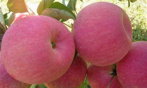 安徽省寒富苹果自产自销苹果树苗果硕苗木