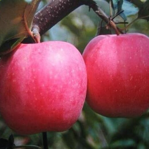 贵州省寒富苹果市场价格苹果树苗的价格