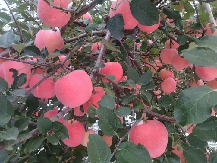 安徽省寒富苹果新品种苹果苗苹果树苗的价格