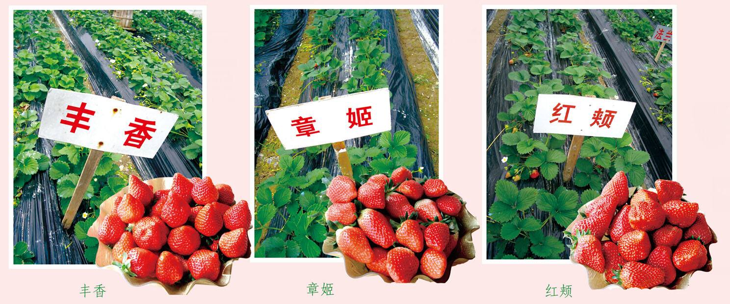 什么草莓苗品种好妙香草莓市场价格草莓新品种基地