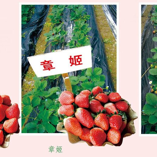 草莓新品种红颜草莓销售草莓苗新品种