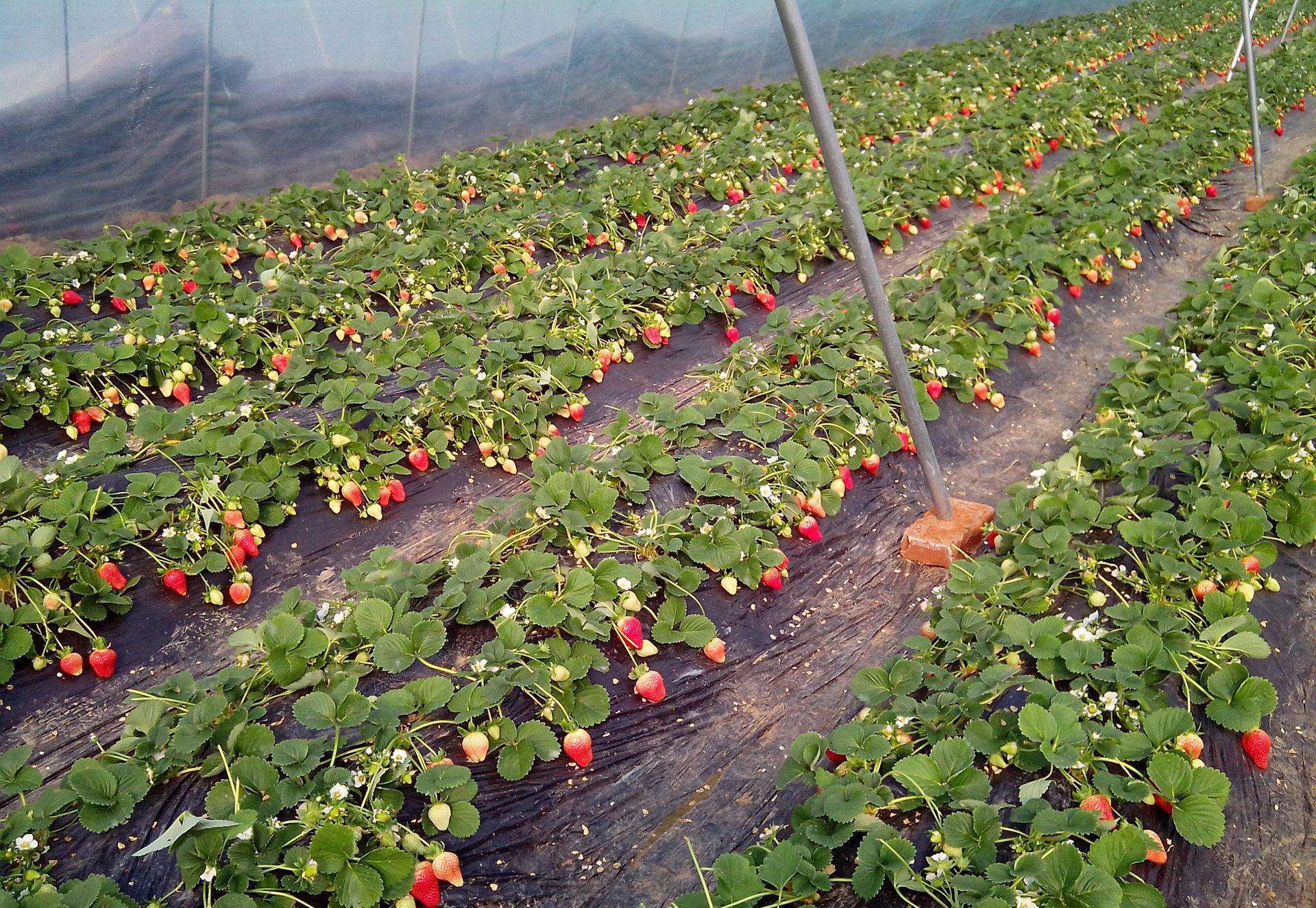 草莓苗求购京桃香草莓多少钱草莓苗果硕苗木