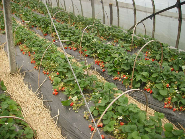 草莓新品种甜查理草莓大量供应草莓苗新品种