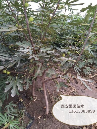 什么无花果苗品种好金傲芬无花果大量供应无花果苗新品种