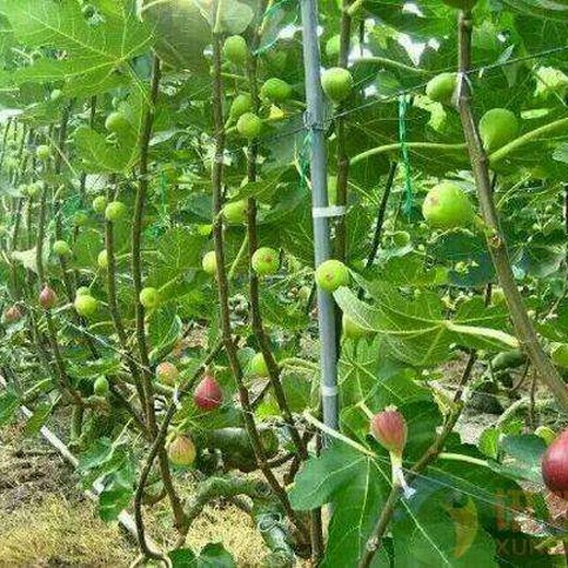 什么无花果苗品种好青皮无花果价格无花果苗多少钱一棵