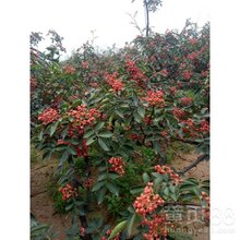无刺花椒苗售价是多少今年花椒苗多少钱一棵市场价格图片