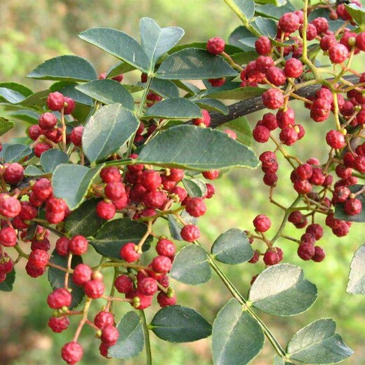 三年的花椒树苗价格花椒苗基地怎么样