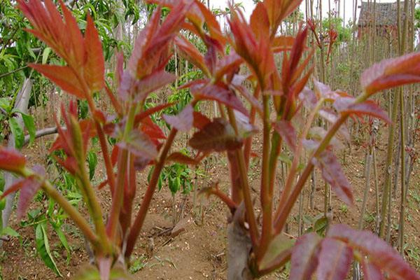 香椿苗哪个品种好三年的香椿苗价格成活率高泰安高新区果硕苗木中心