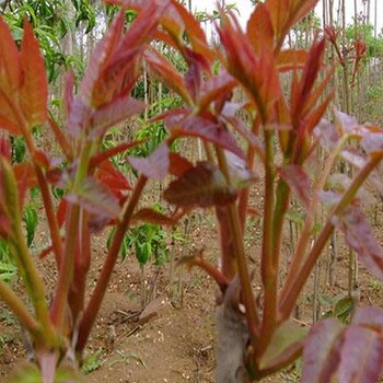 香椿苗哪个品种好三年的香椿苗价格成活率高泰安高新区果硕苗木中心