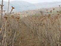 香椿苗多少钱一棵香椿苗去哪找自产自销香椿的种植技术图片5