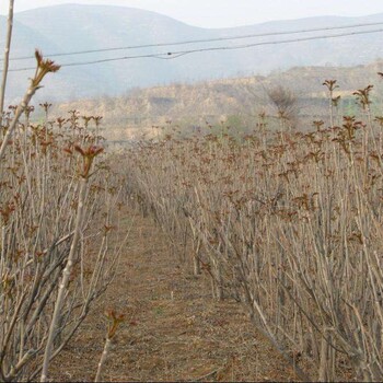 香椿苗多少钱一棵泰山红油香椿求购栽培技术香椿的种植技术