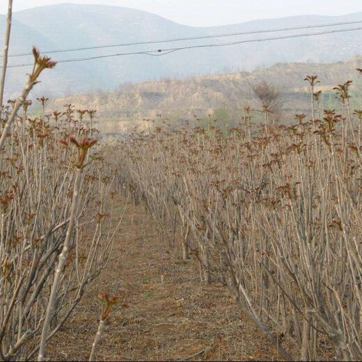 什么香椿苗品种好香椿苗基地香椿苗批发大量供应香椿苗多少钱一棵