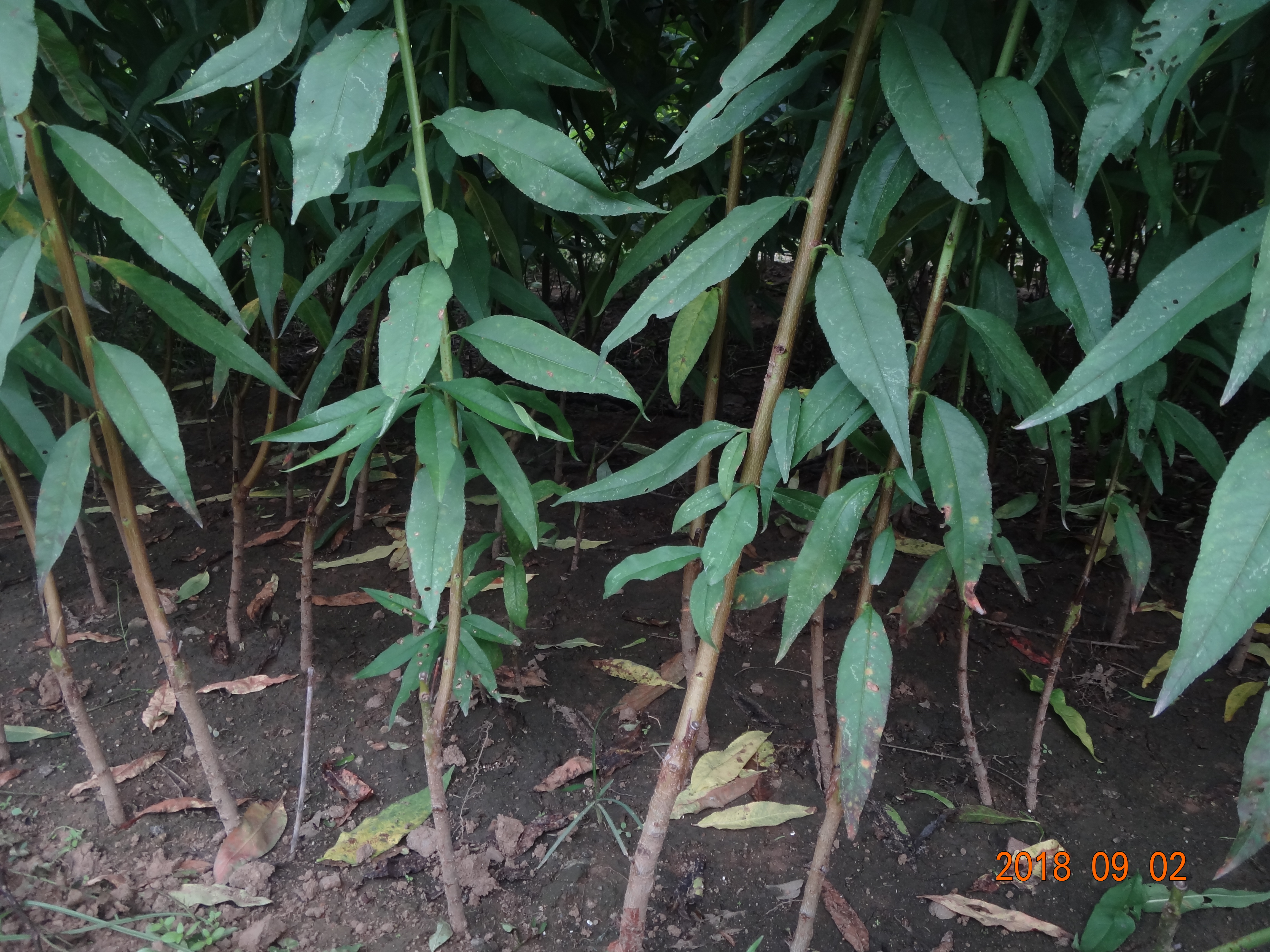 花椒苗基地花椒苗批发,山椒的栽培技术