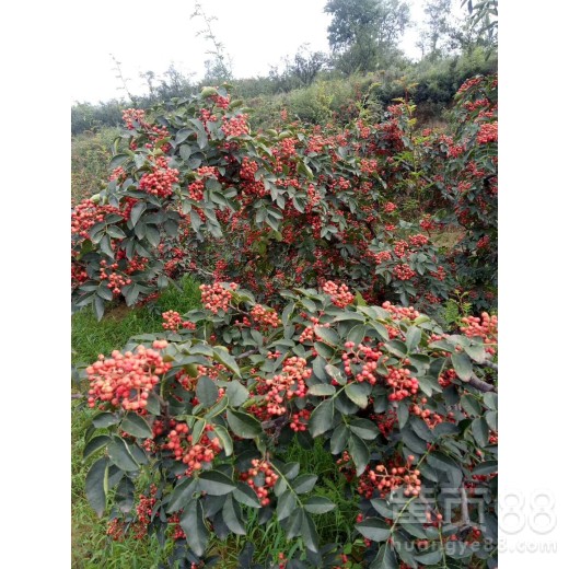 2年无刺花椒苗无刺花椒苗市场价格