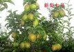 梨苗新品种青海省玉露香梨品质好的