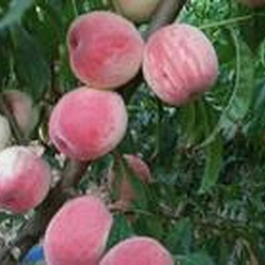 基地寿桃树；春雪桃树哪里有卖的