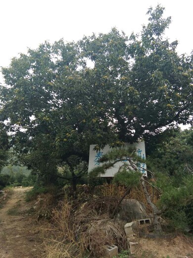 泰安薄壳板栗苗基地种植技术与管理