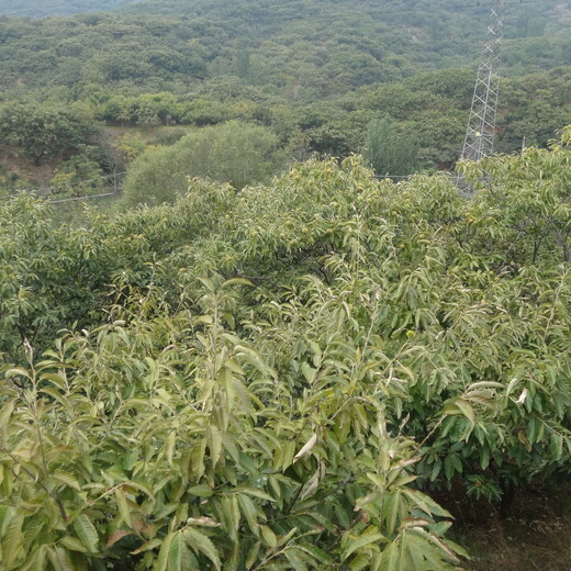 泰山海丰板栗苗泰山黄棚板栗求购大量品质好的量大