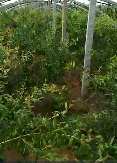 千瓣月季石榴树苗的生态习性种植技术与管理哪里有卖的
