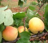 杏苗新品种,珍珠油杏苗种植方法种植技术美国杏李树苗品质好的怎么选择