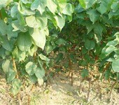 杏苗新品种,珍珠油杏苗种植技术与管理味帝杏李树苗求购大量