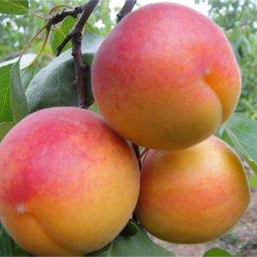 仰韶大杏苗种植方法种植技术味馨杏李树苗的功效与作用