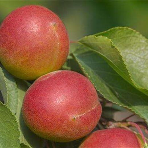 安康杏苗适合什么地方种植美国杏李树苗规格